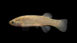 Fundulus-jenkinsi