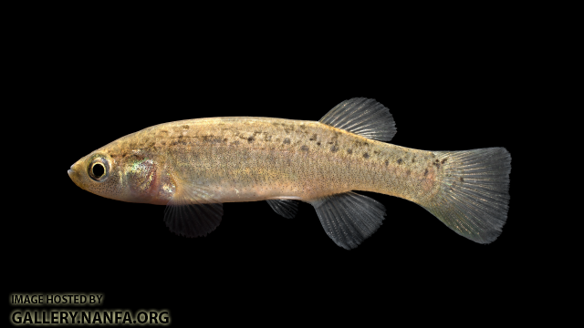 Fundulus-jenkinsi