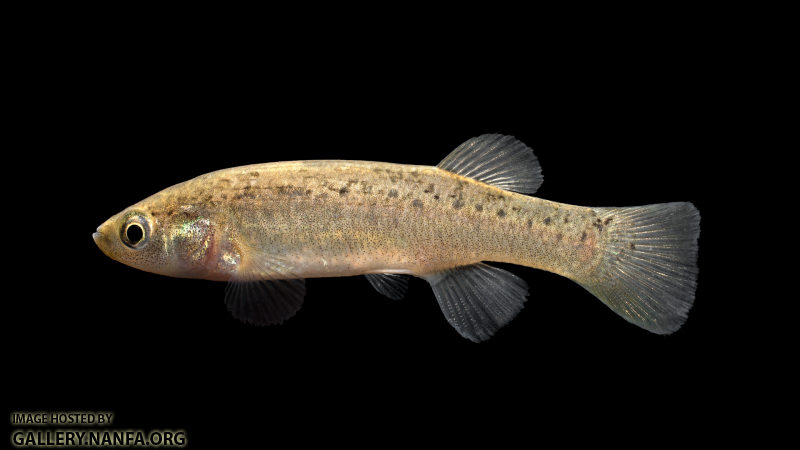 Fundulus-jenkinsi