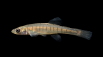 Fundulus-cf-diaphanus