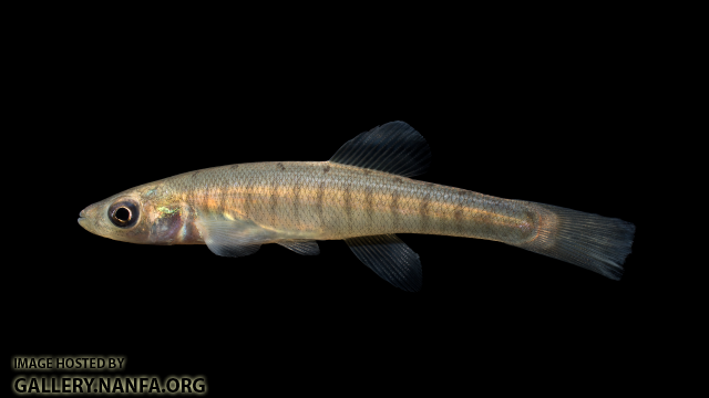 Fundulus-cf-diaphanus