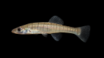 Fundulus-waccamensis