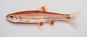 Notropis