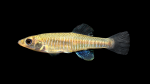 Fundulus-diaphanus