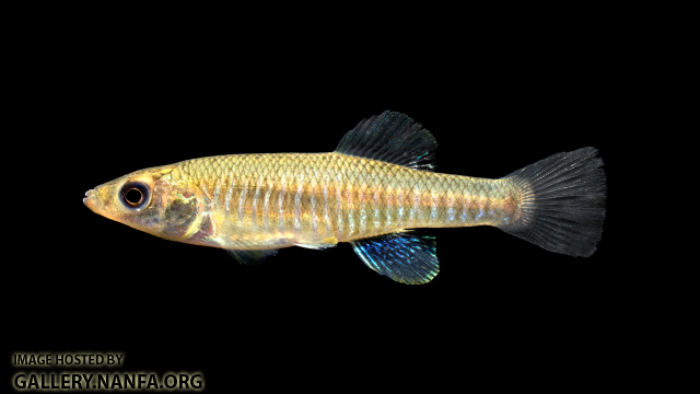 Fundulus-diaphanus