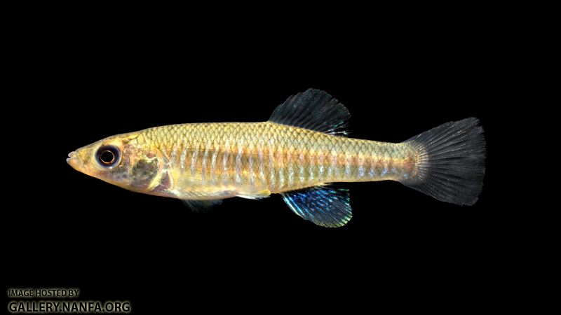 Fundulus-diaphanus