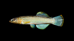 Fundulus-catenatus