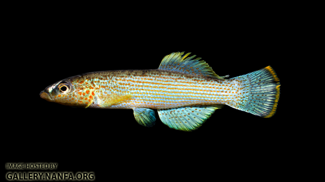 Fundulus-catenatus