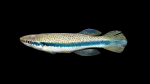 Fundulus-olivaceus