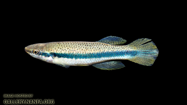 Fundulus-olivaceus