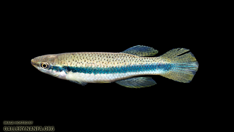 Fundulus-olivaceus