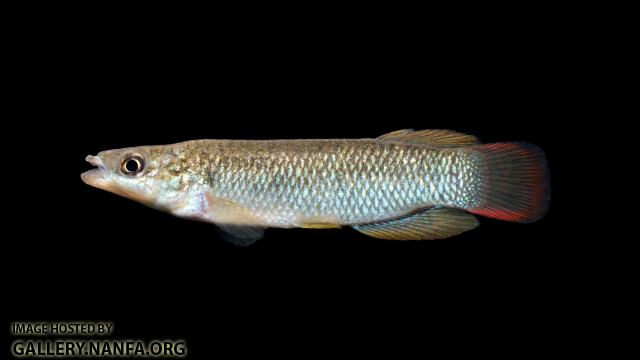 Fundulus-sciadicus