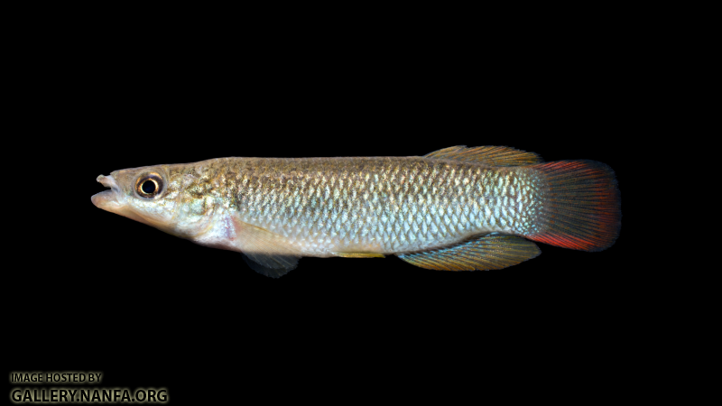 Fundulus-sciadicus