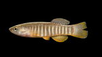 Fundulus-pulvereus