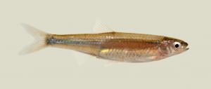 Notropis atherinoides