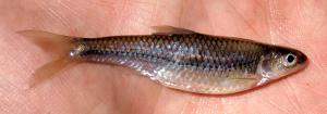 Notropis stramineus