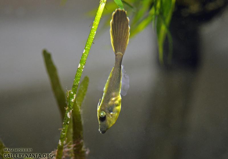 Orange filefish Aluterus schoepfii