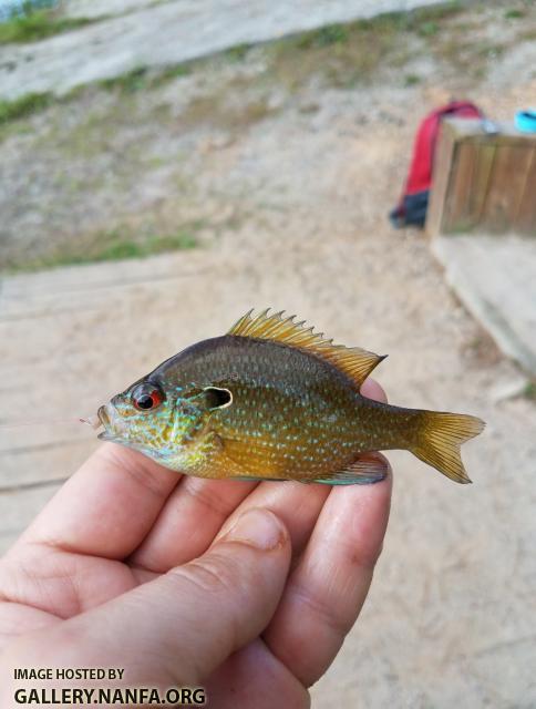 5/20/19 Pee Dee River Basin, NC