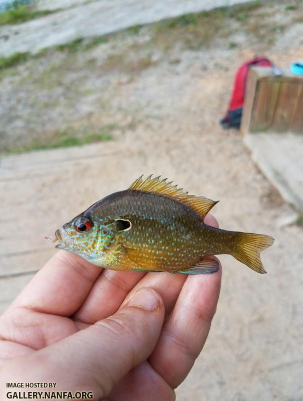 5/20/19 Pee Dee River Basin, NC