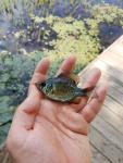 Juvenile, 5/20/19 Pee Dee River Basin, NC