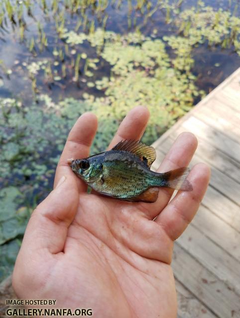 Juvenile, 5/20/19 Pee Dee River Basin, NC