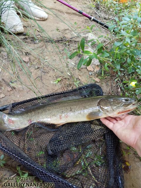 5/20/19 (Pee Dee River Basin), NC