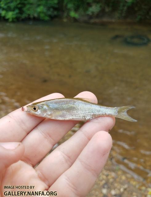 Juvenile, 5/30/19 Little Yadkin River, NC