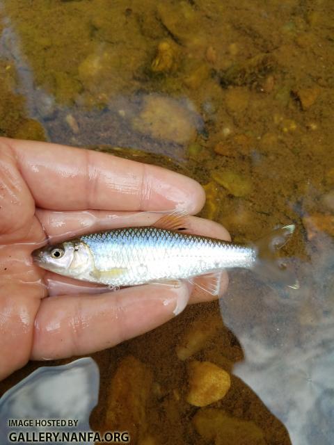 5/30/19 Little Yadkin River, NC