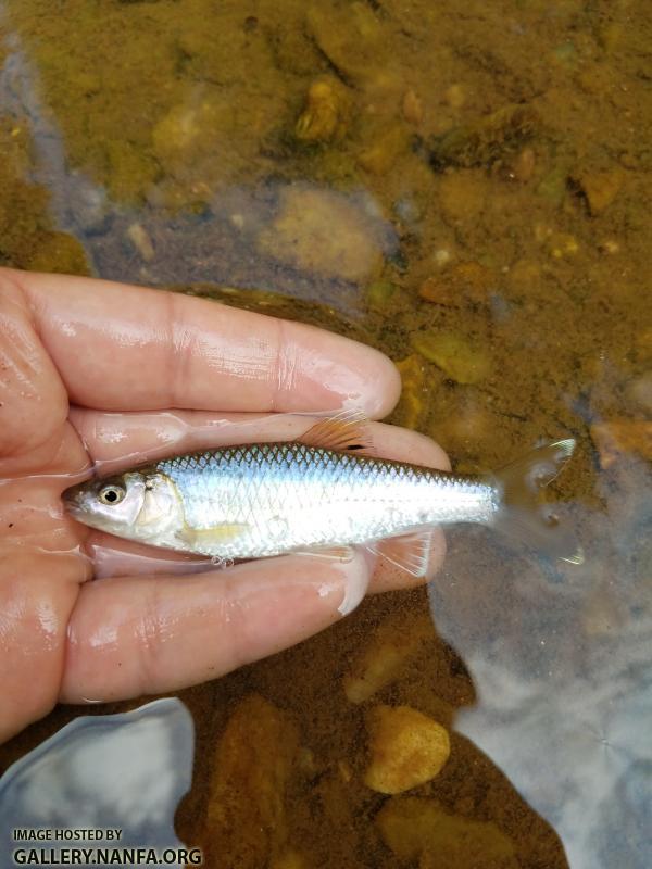 5/30/19 Little Yadkin River, NC