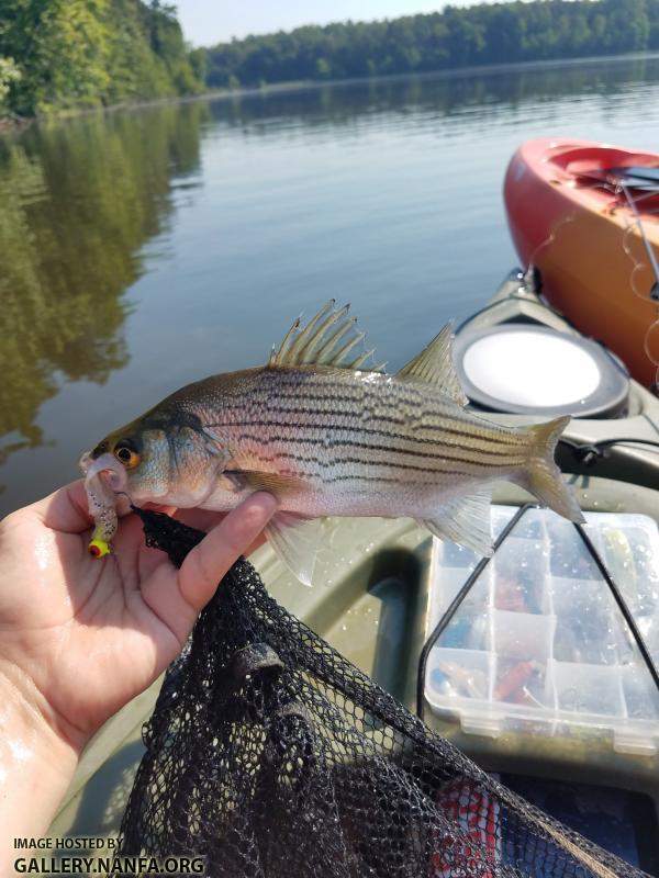 5/26/19 (Yadkin River Basin), NC