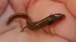 salamander 1