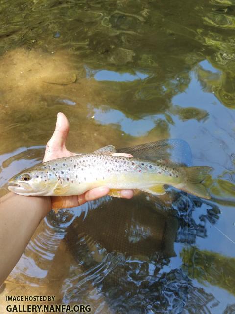 6/29/19 Little River (New River Basin), NC