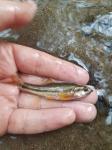 Tonguetied Minnow × Mountain Redbelly Dace (Exoglossum laurae x Chrosomus oreas)