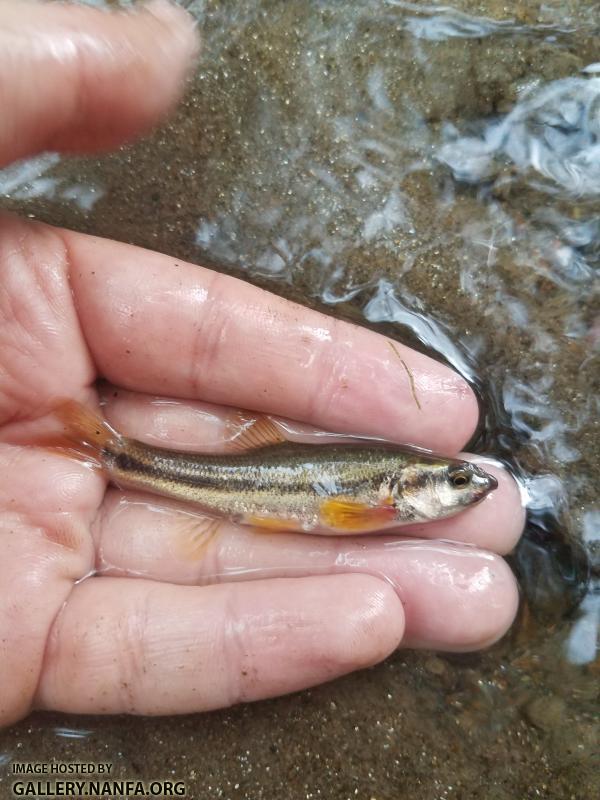 Tonguetied Minnow × Mountain Redbelly Dace (Exoglossum laurae x Chrosomus oreas)