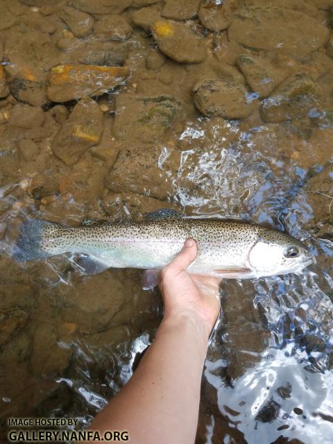 6/29/19 Little River (New River Basin), NC