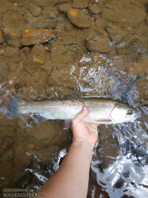 6/29/19 Little River (New River Basin), NC