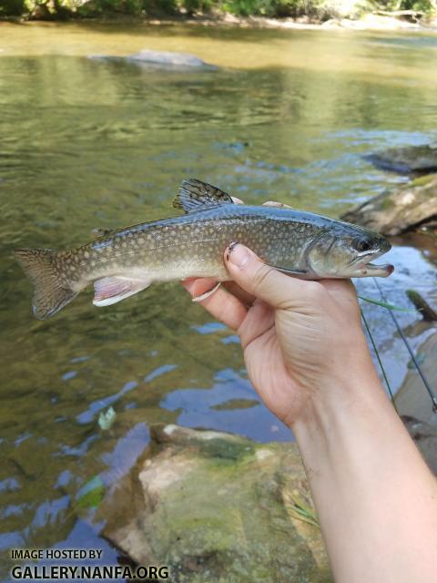 6/30/19 Little River (New River Basin), NC