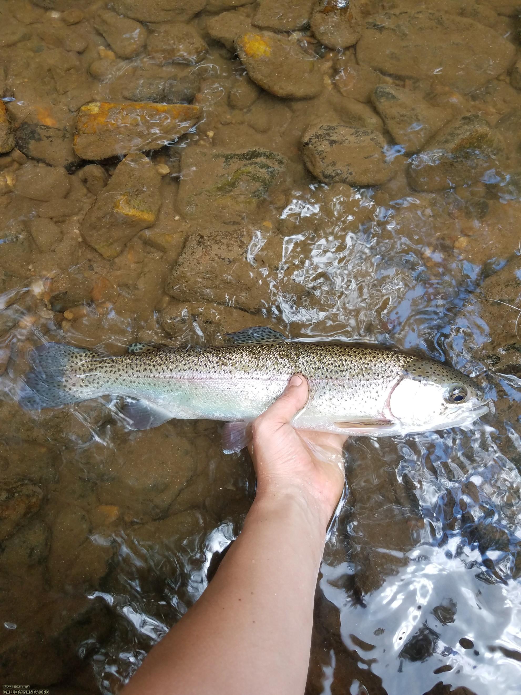 6/29/19 Little River (New River Basin), NC