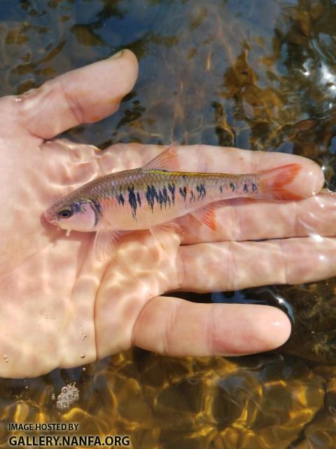 7/1/19 (Dan River Basin), NC