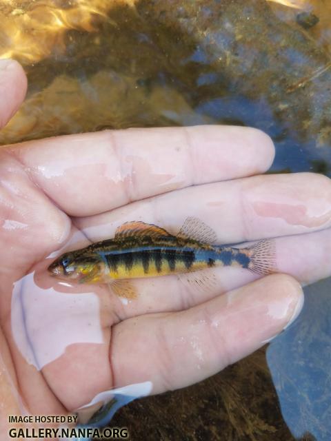 9/6/19 Mayo River, NC