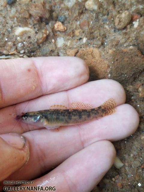 9/6/19 (Yadkin River Basin), NC