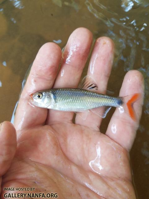 9/11/19 (Catawba River Basin), NC