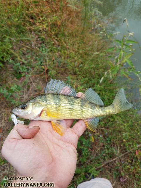 10/7/19 (Haw River Basin), NC