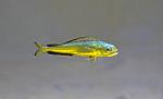 Juvenile mahi (Coryphaena hippurus)