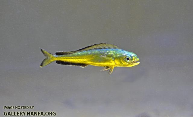 Juvenile mahi (Coryphaena hippurus)