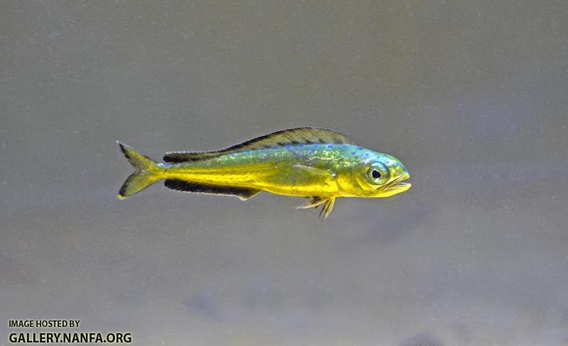 Juvenile mahi (Coryphaena hippurus)