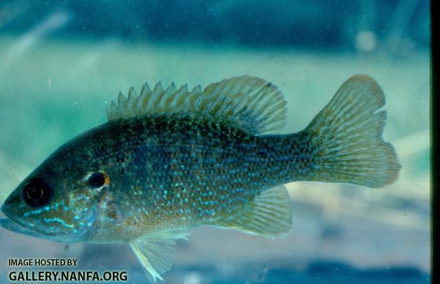 Green Sunfish