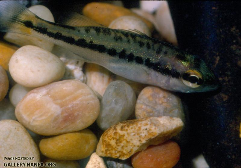 Largemouth Bass