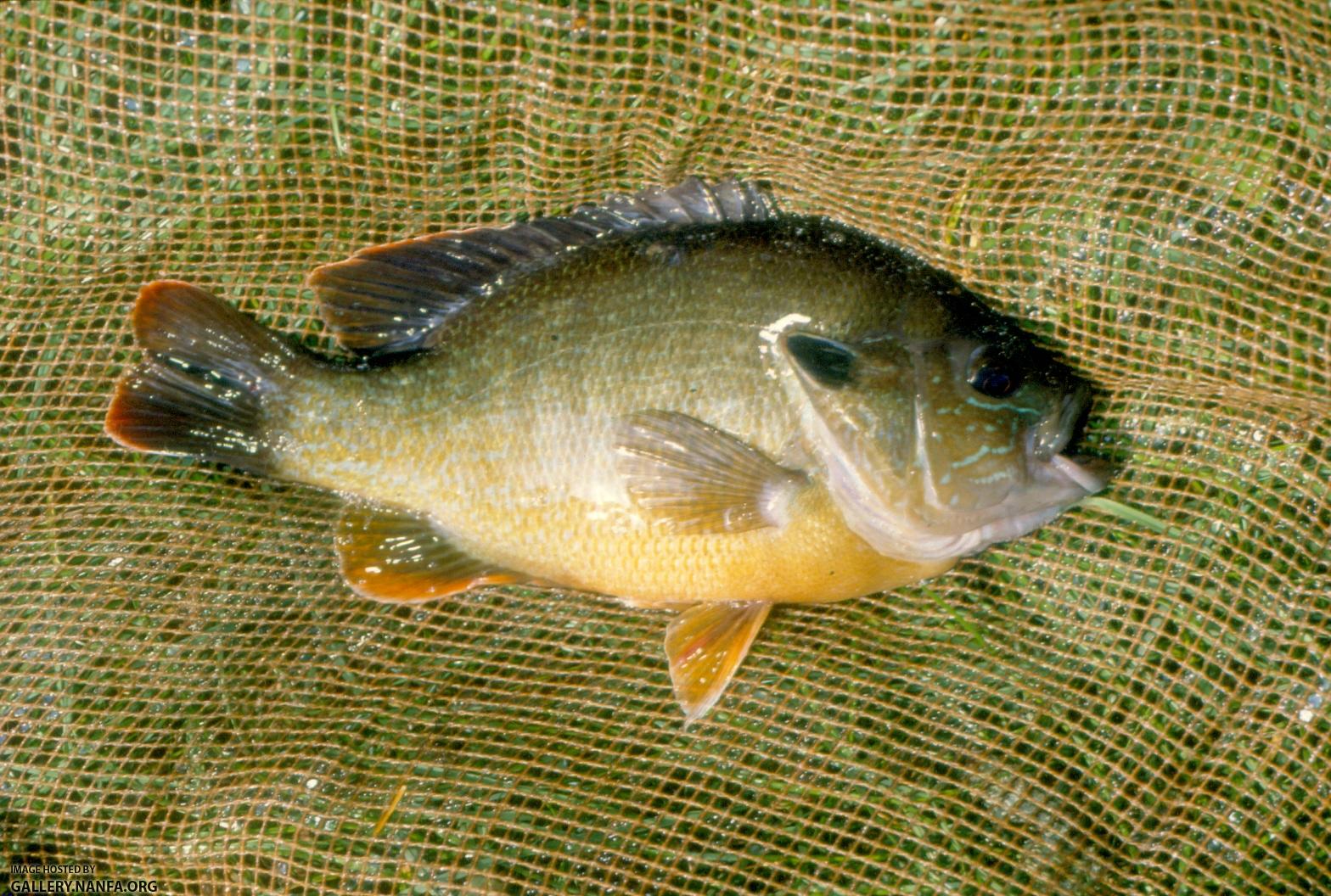 Hybrid Sunfish