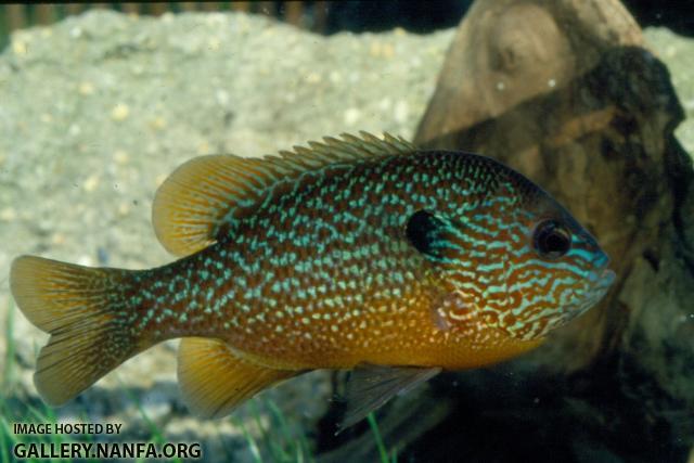 Longear Sunfish (5)